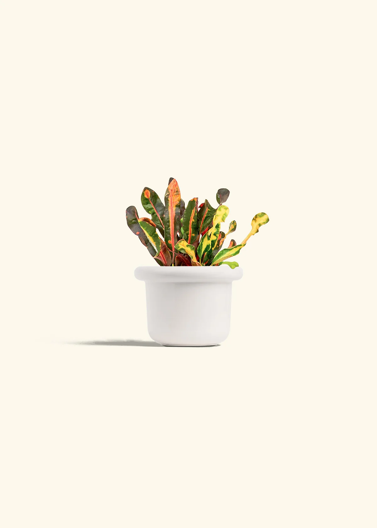 Variegated Croton - Image 4