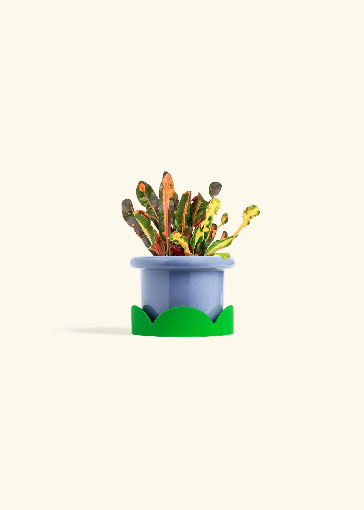 Variegated Croton - Image 9