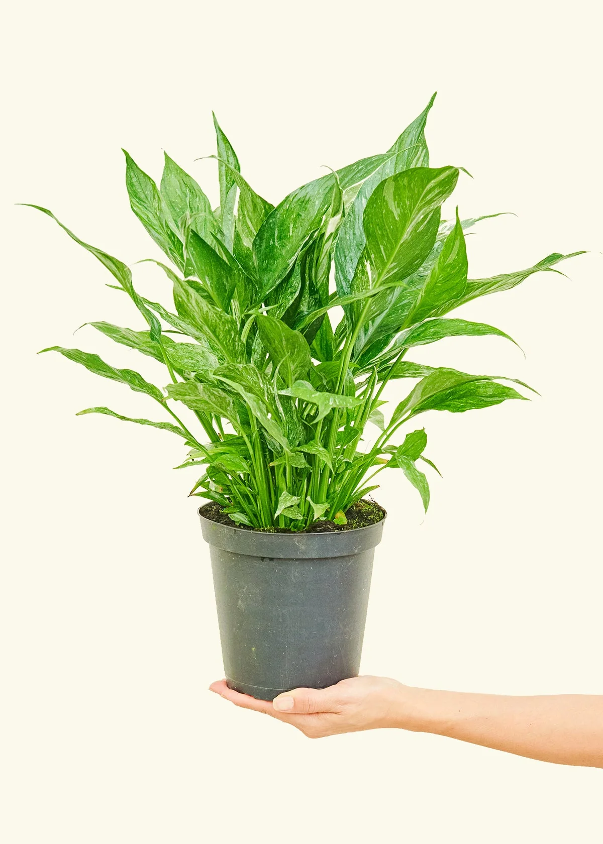 Variegated Peace Lily - Image 3