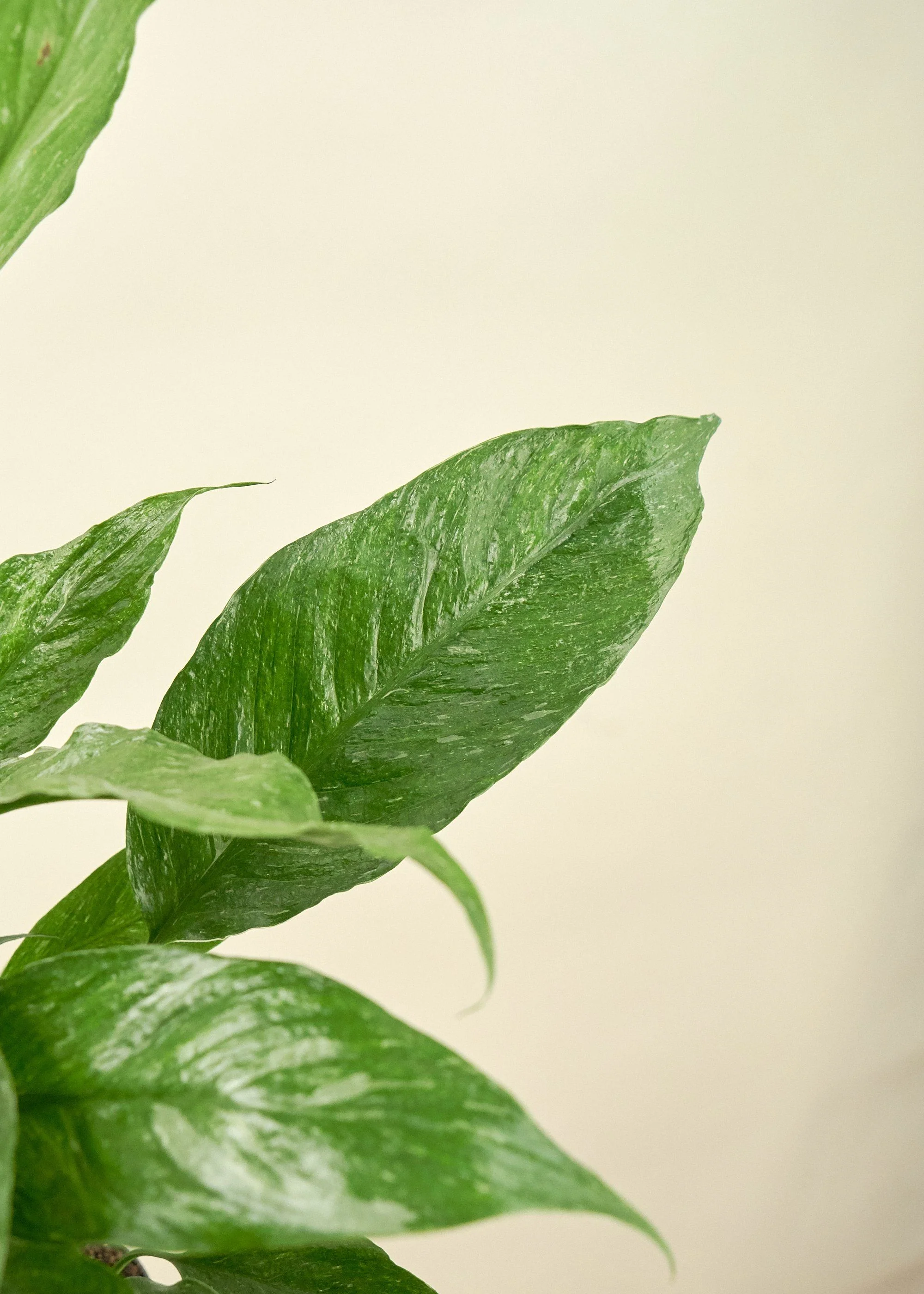 Variegated Peace Lily - Image 4