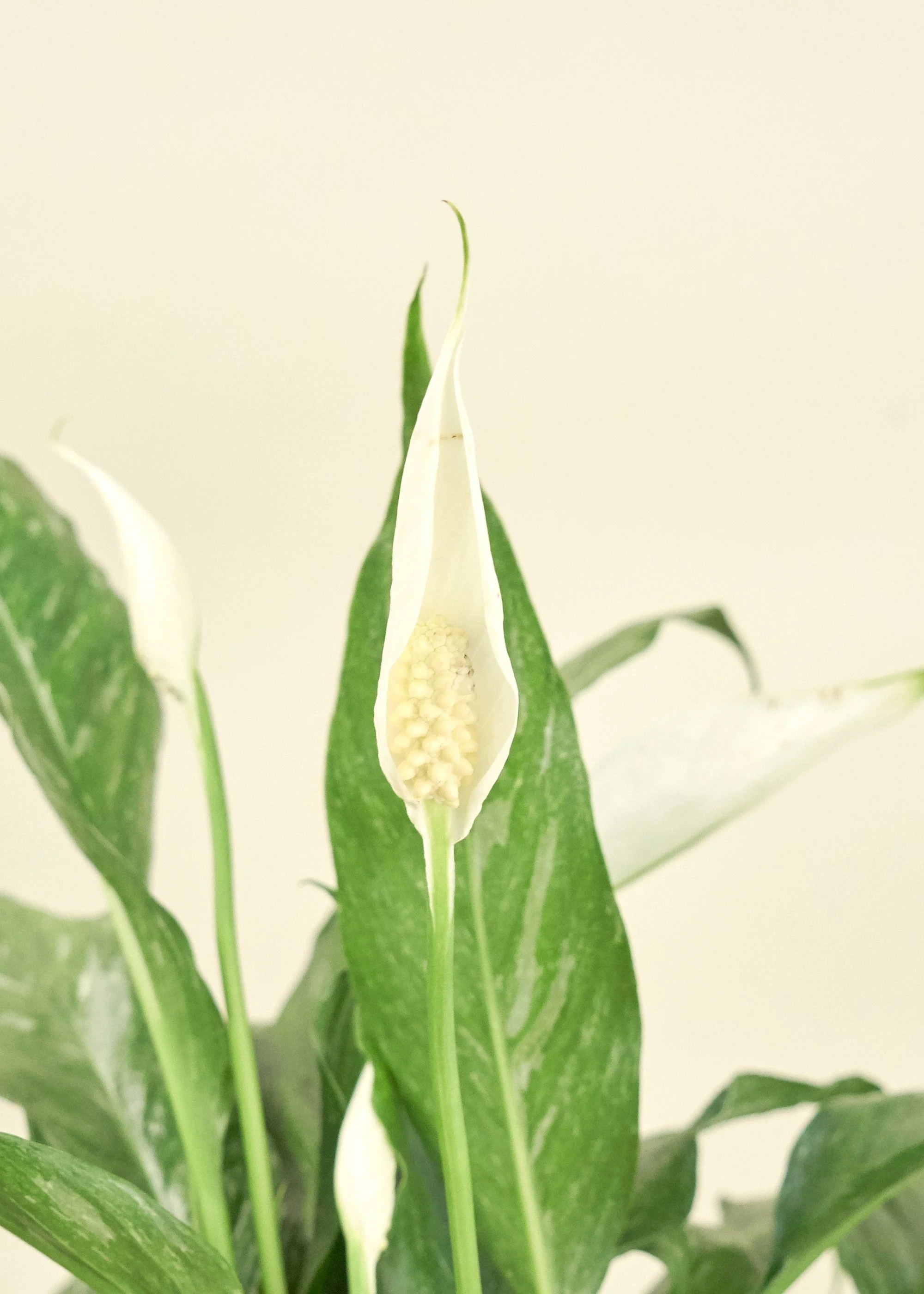 Variegated Peace Lily - Image 5