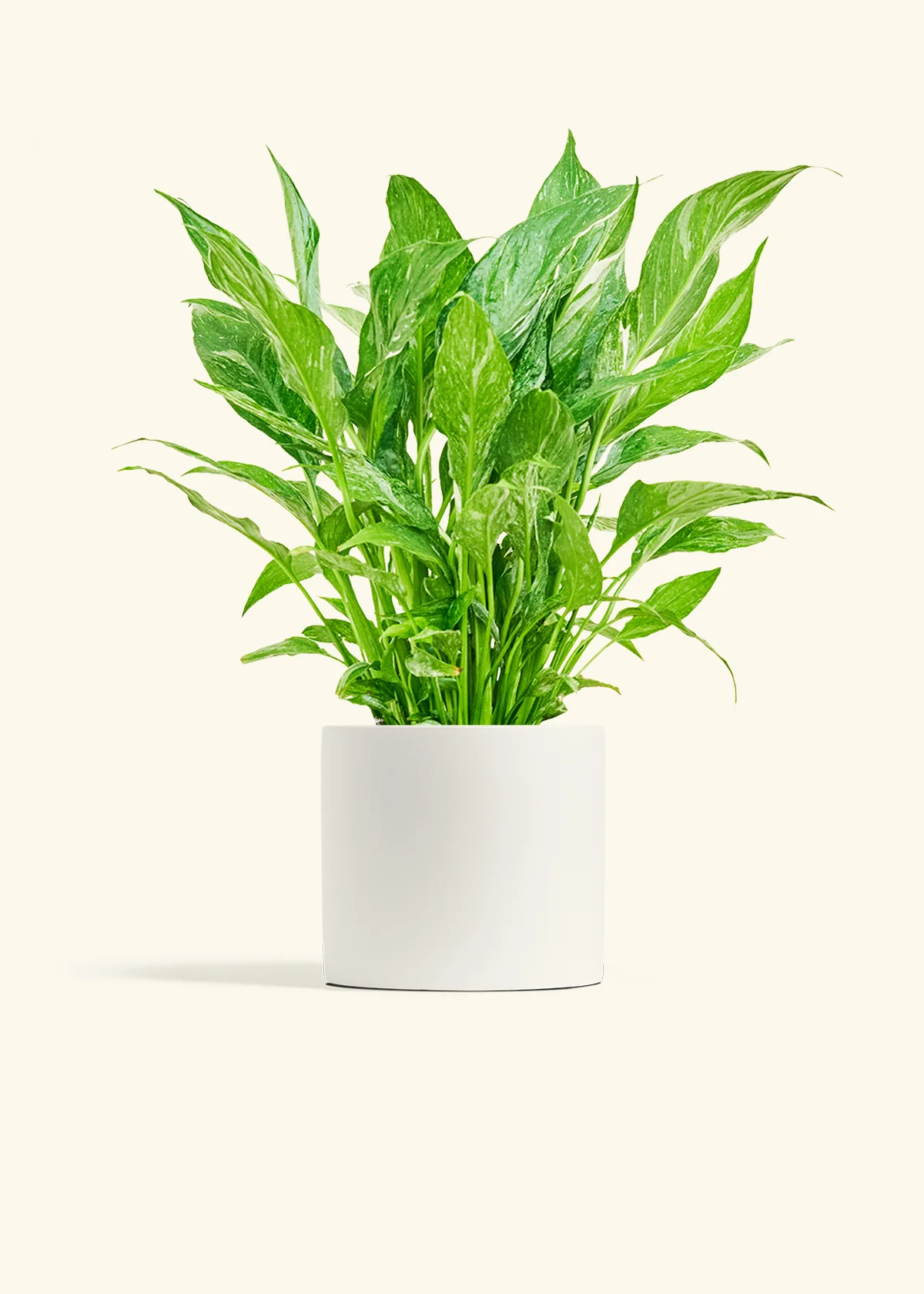 Variegated Peace Lily - Image 6