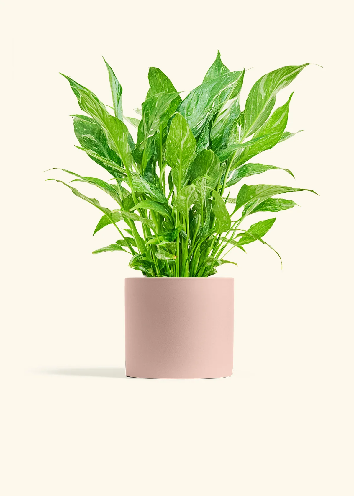 Variegated Peace Lily - Image 7