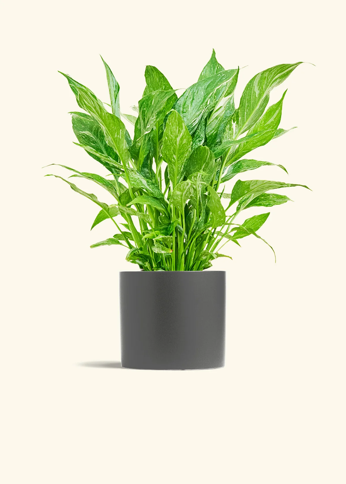 Variegated Peace Lily - Image 8
