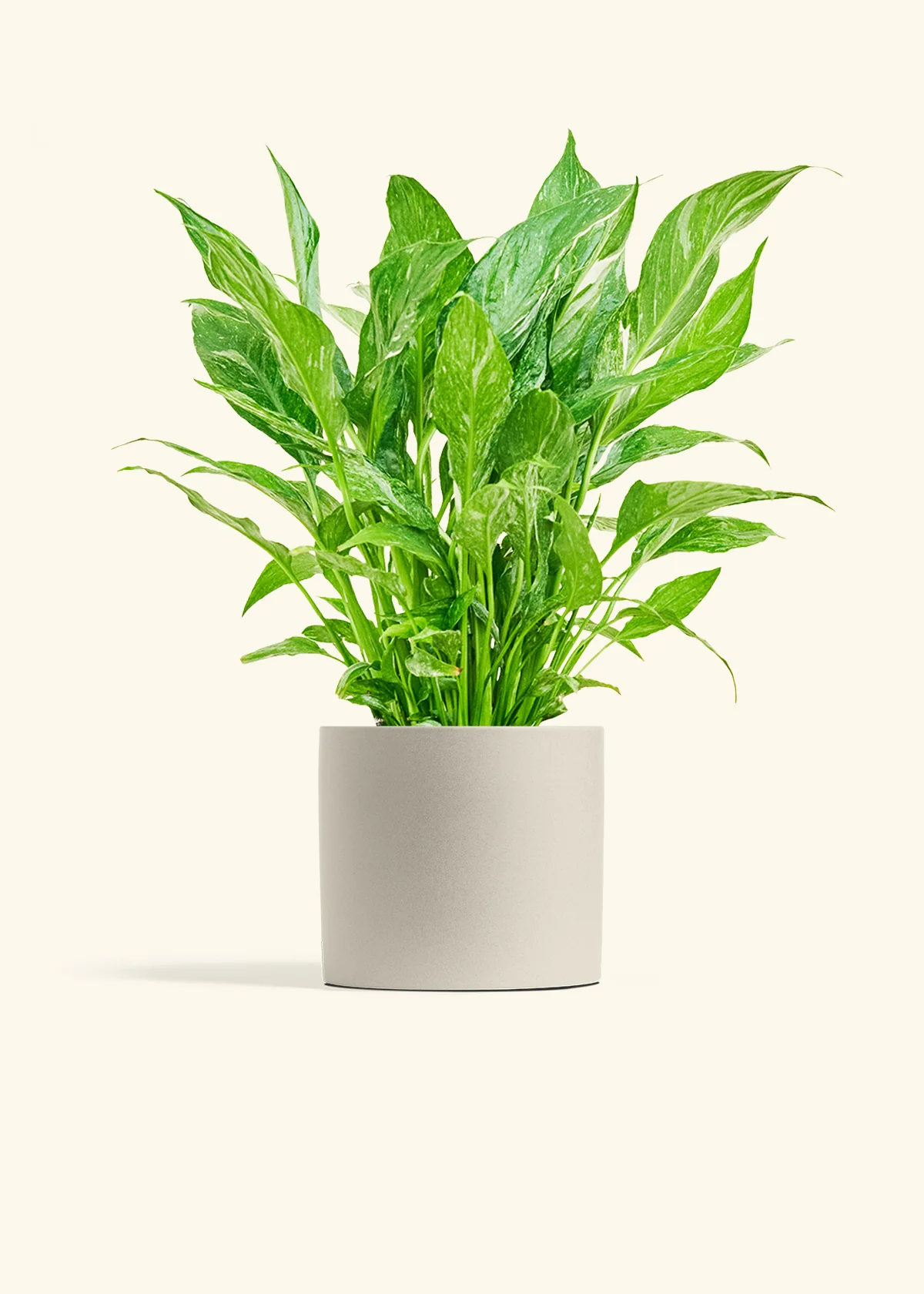 Variegated Peace Lily - Image 9