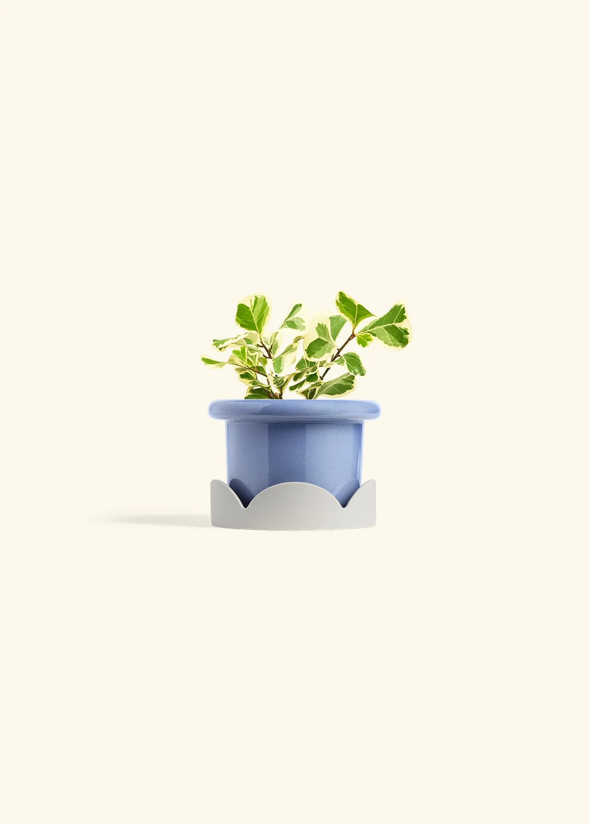 Variegated Triangle Ficus - Image 10