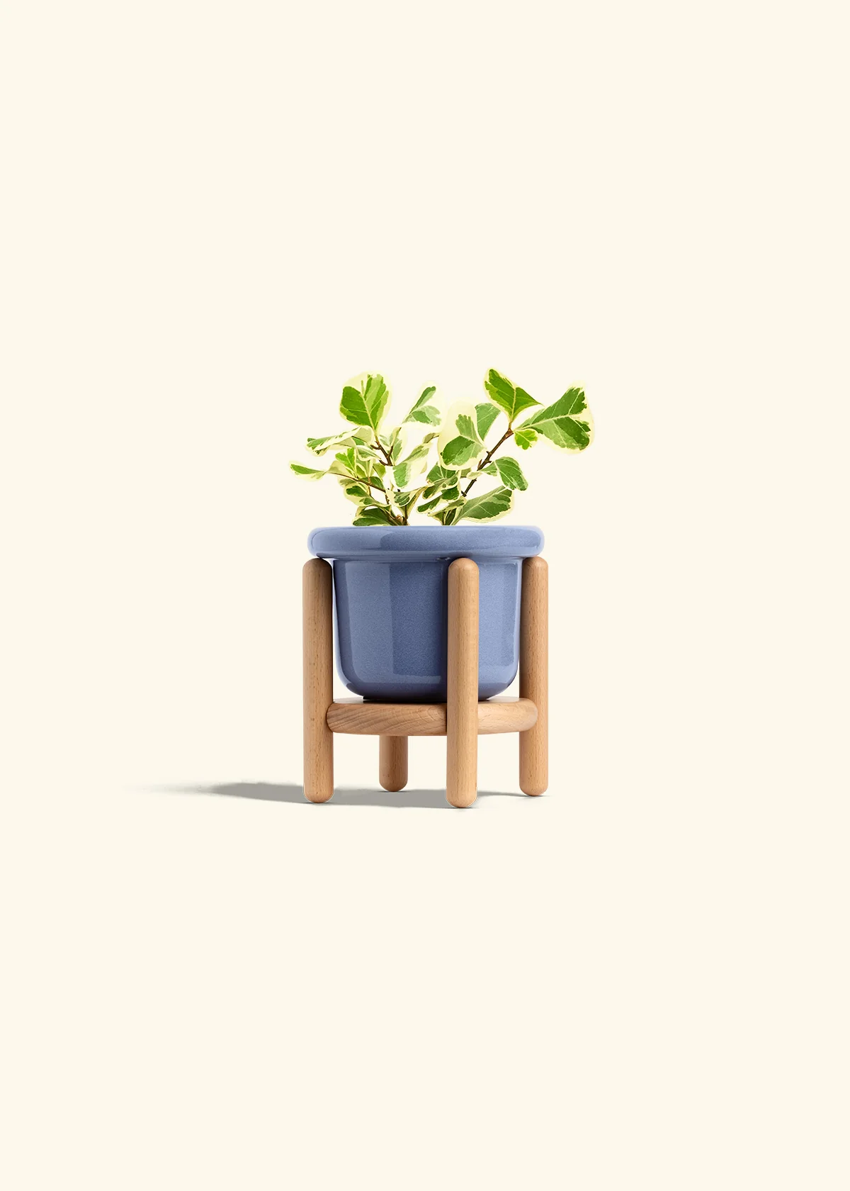 Variegated Triangle Ficus - Image 11