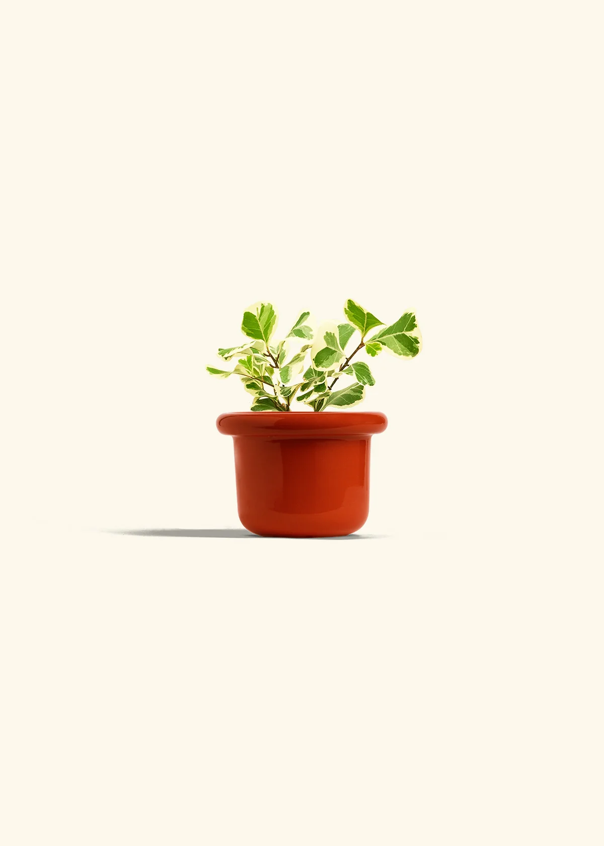 Variegated Triangle Ficus - Image 12