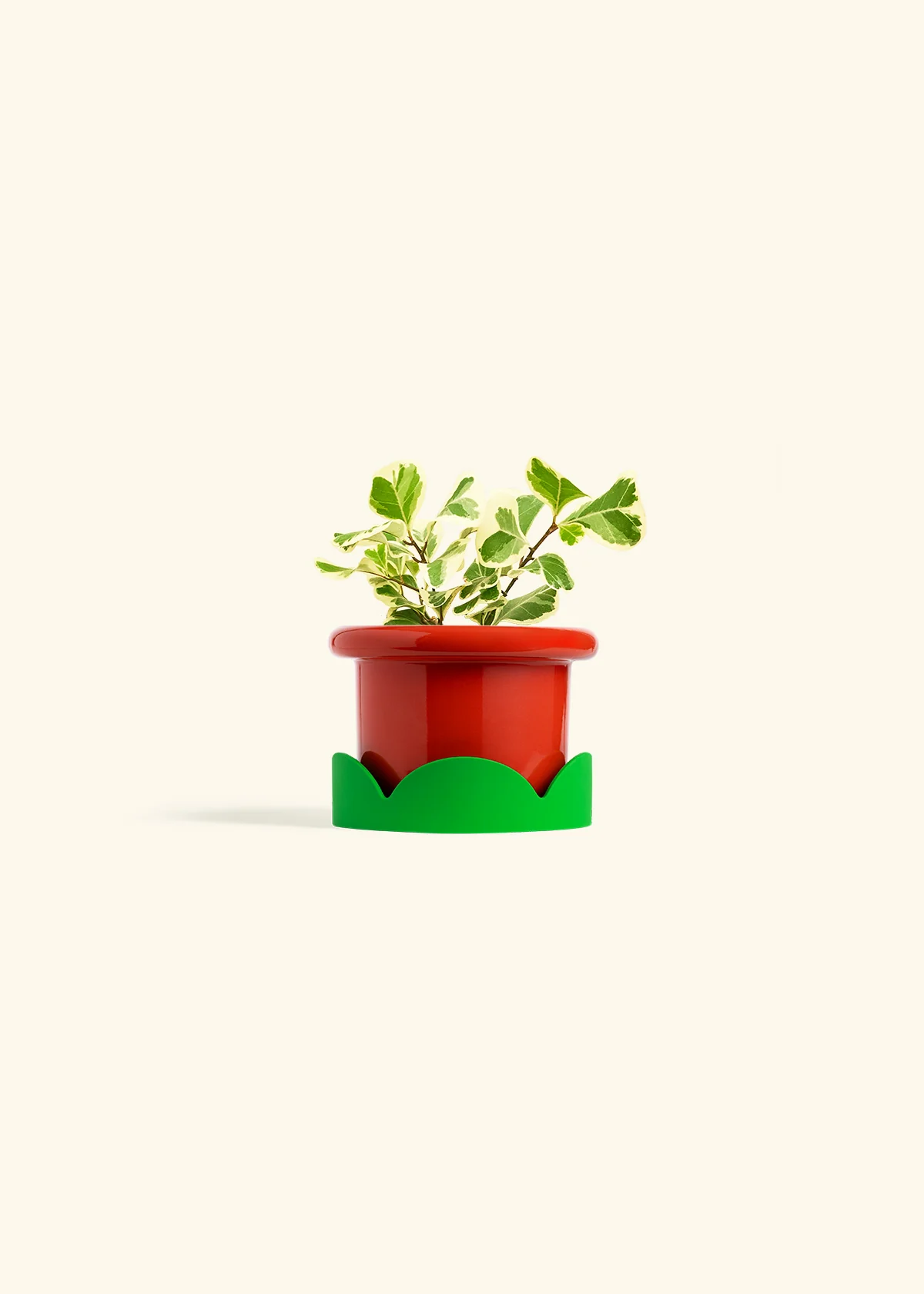 Variegated Triangle Ficus - Image 13
