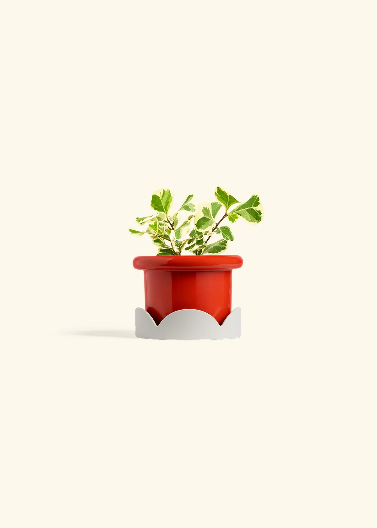 Variegated Triangle Ficus - Image 14