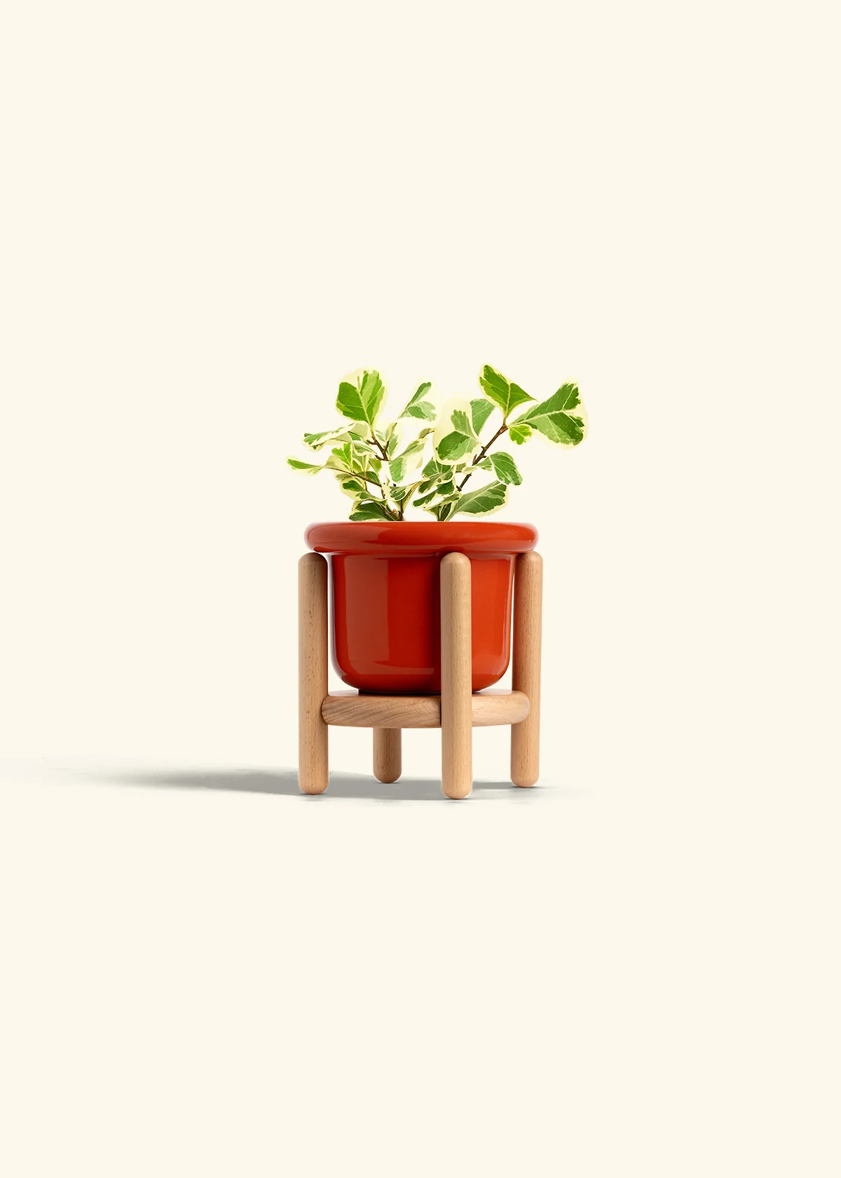 Variegated Triangle Ficus - Image 15