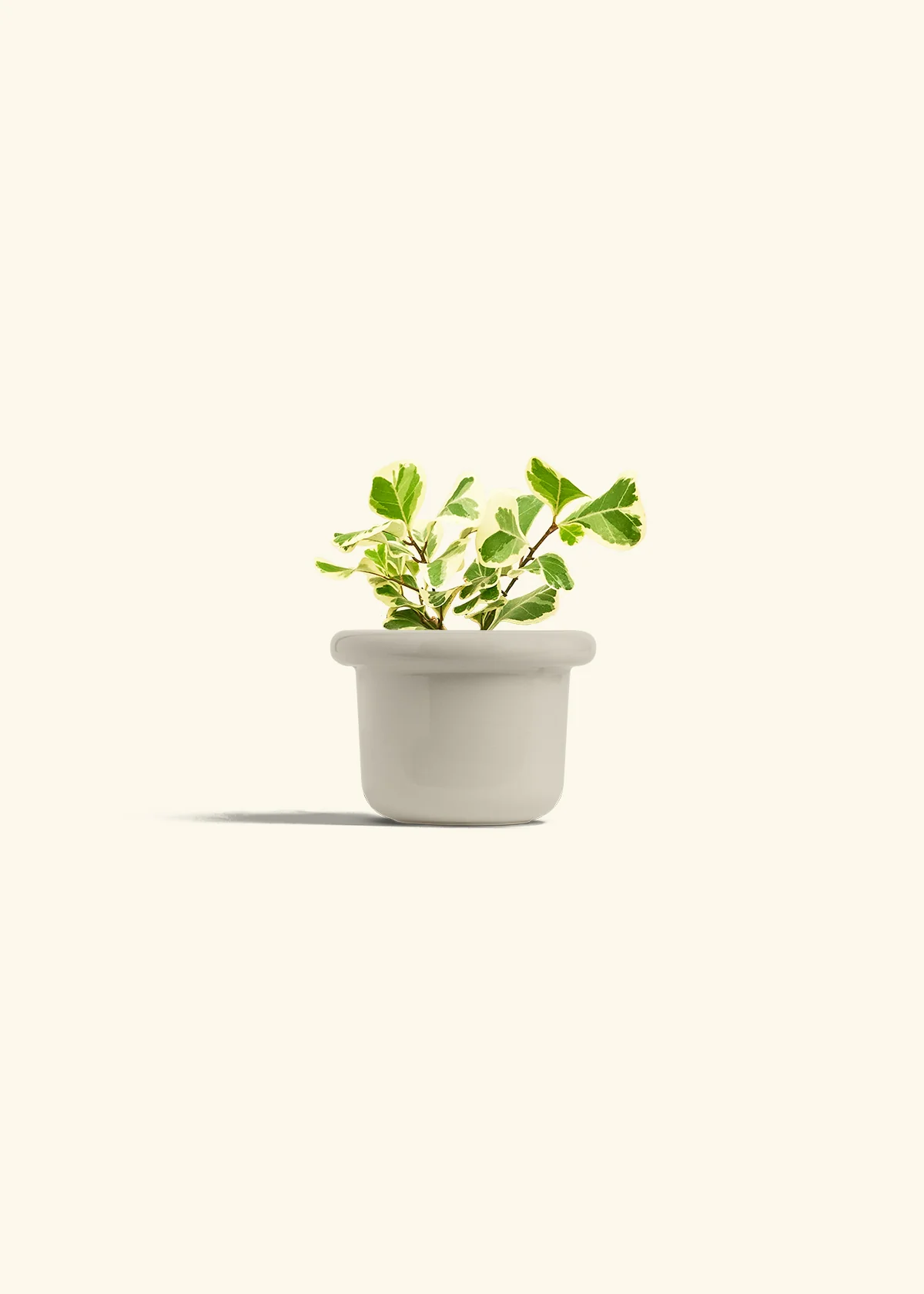 Variegated Triangle Ficus - Image 16