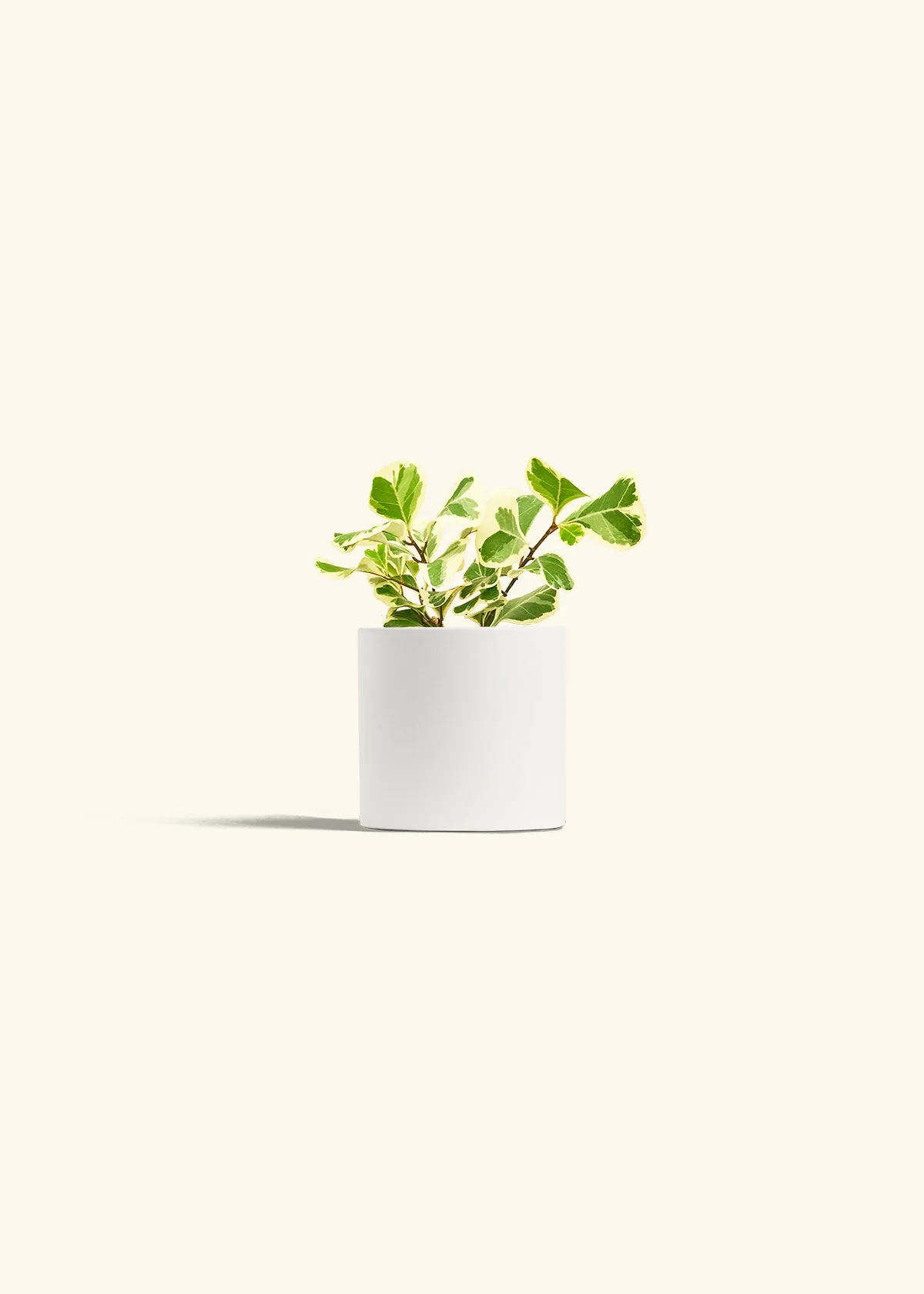 Variegated Triangle Ficus - Image 20