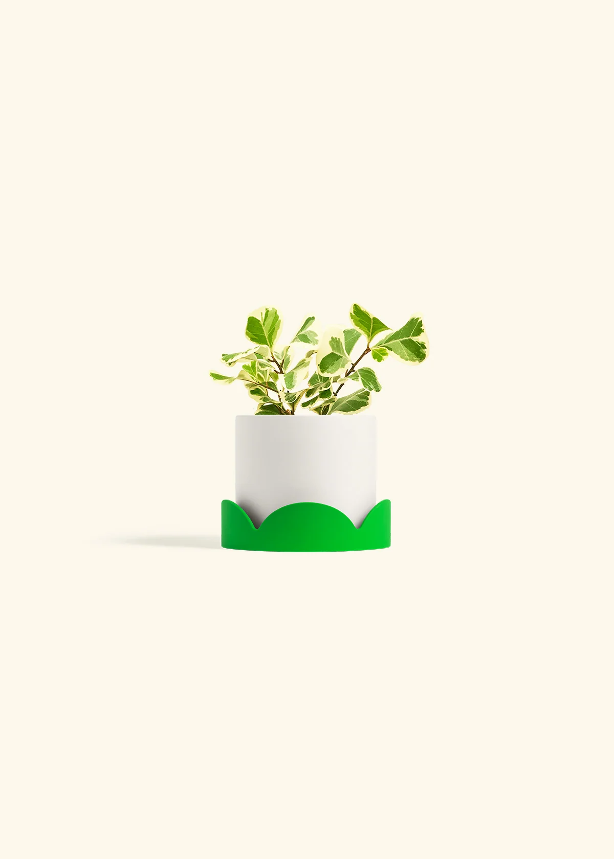 Variegated Triangle Ficus - Image 21