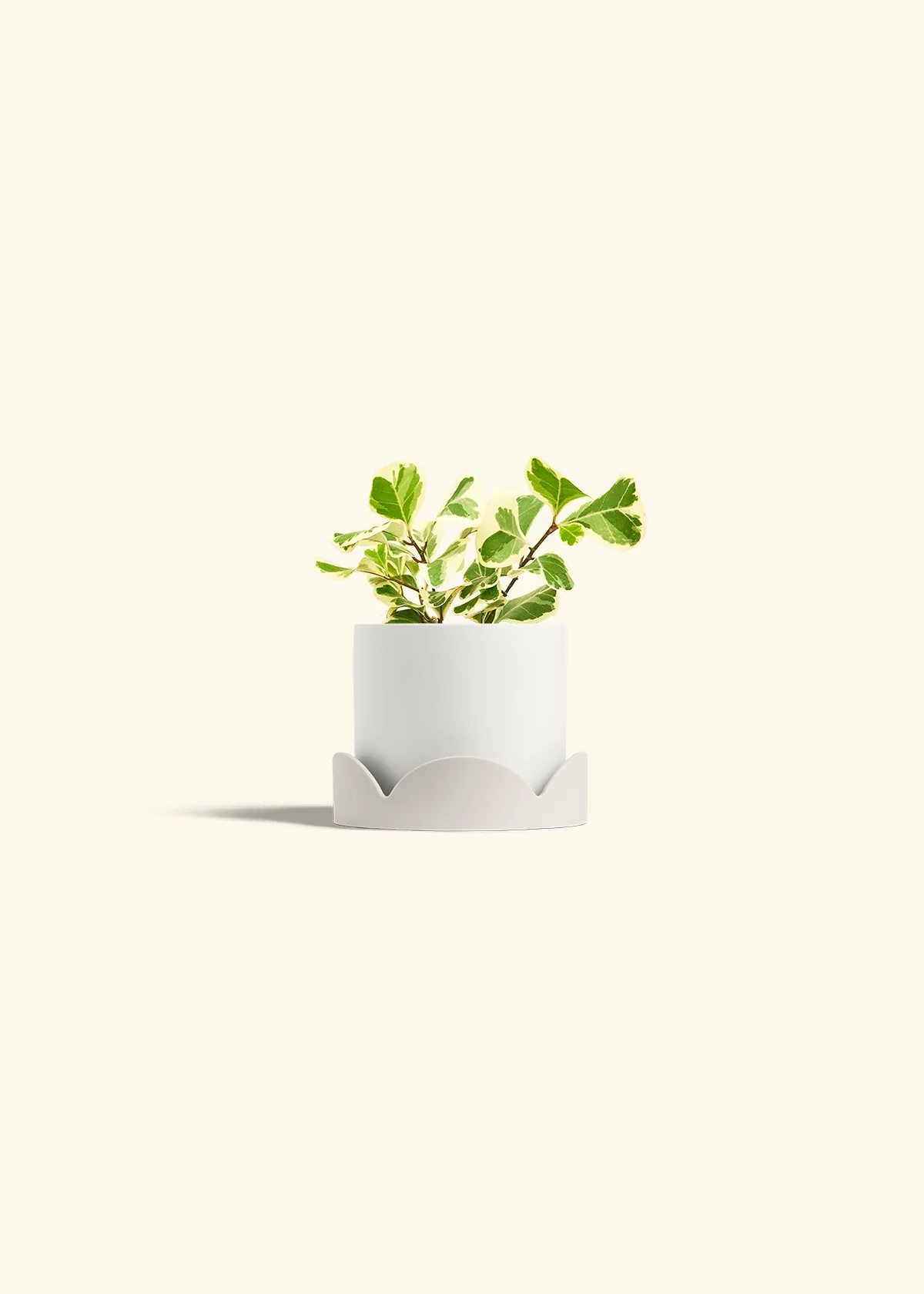 Variegated Triangle Ficus - Image 22