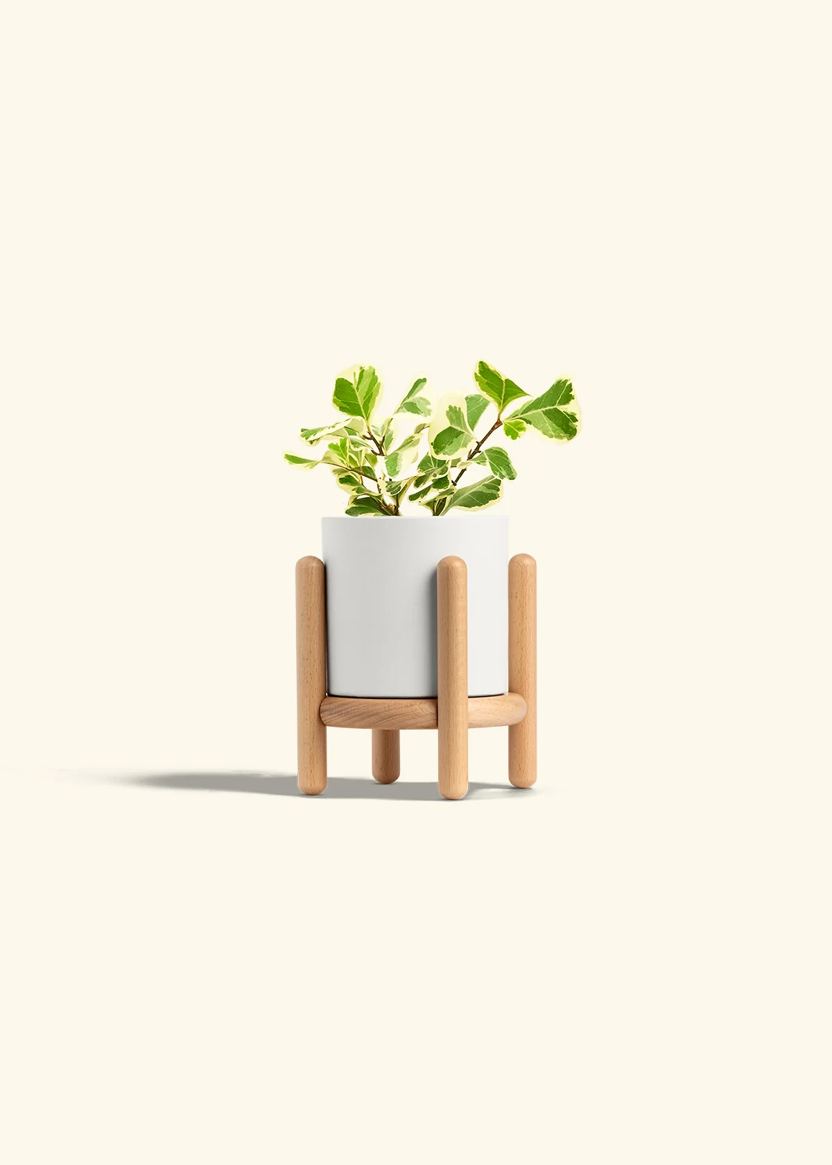 Variegated Triangle Ficus - Image 23