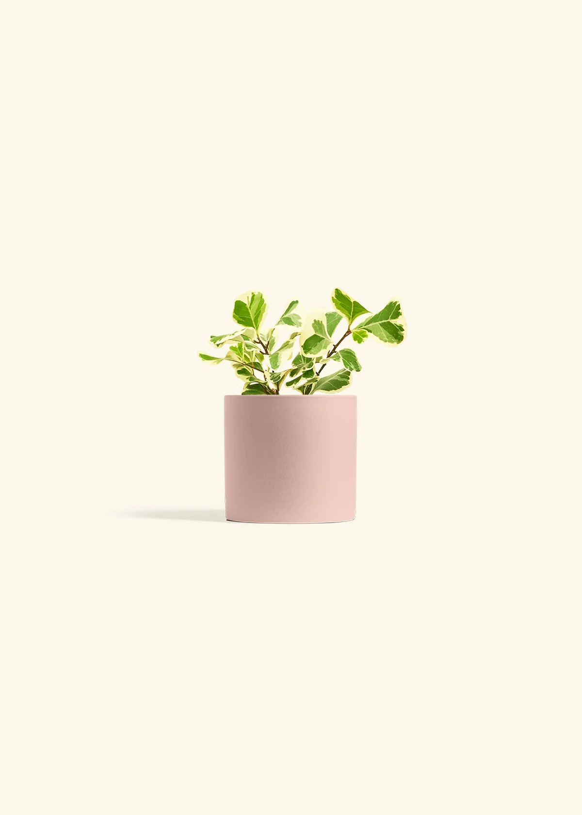 Variegated Triangle Ficus - Image 24