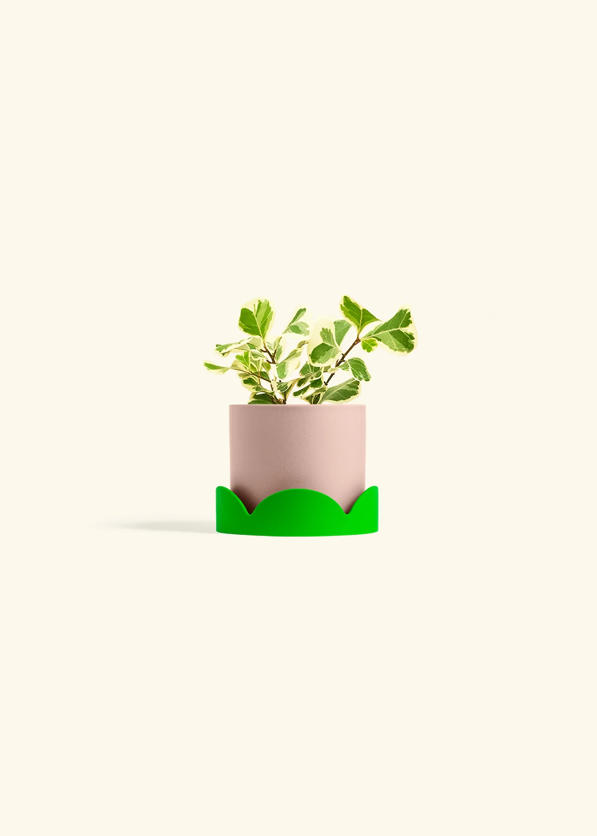 Variegated Triangle Ficus - Image 25