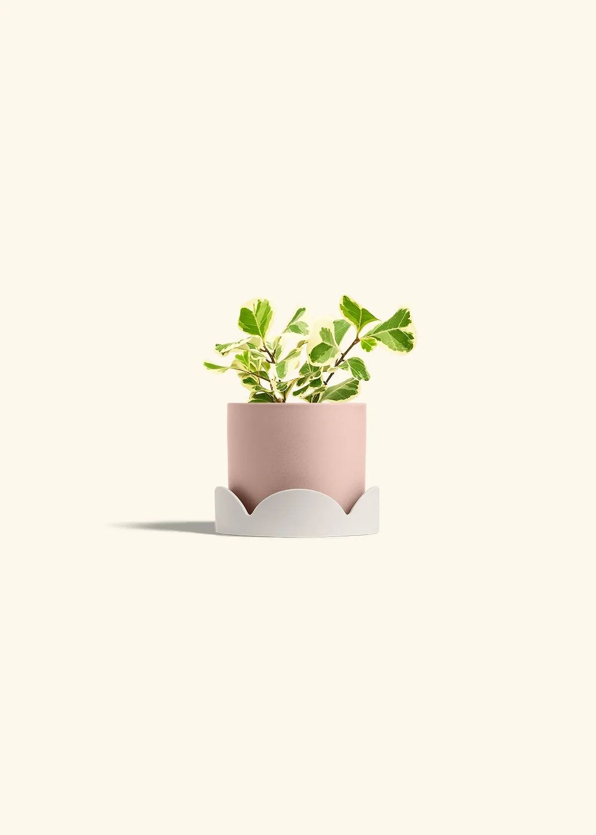 Variegated Triangle Ficus - Image 26
