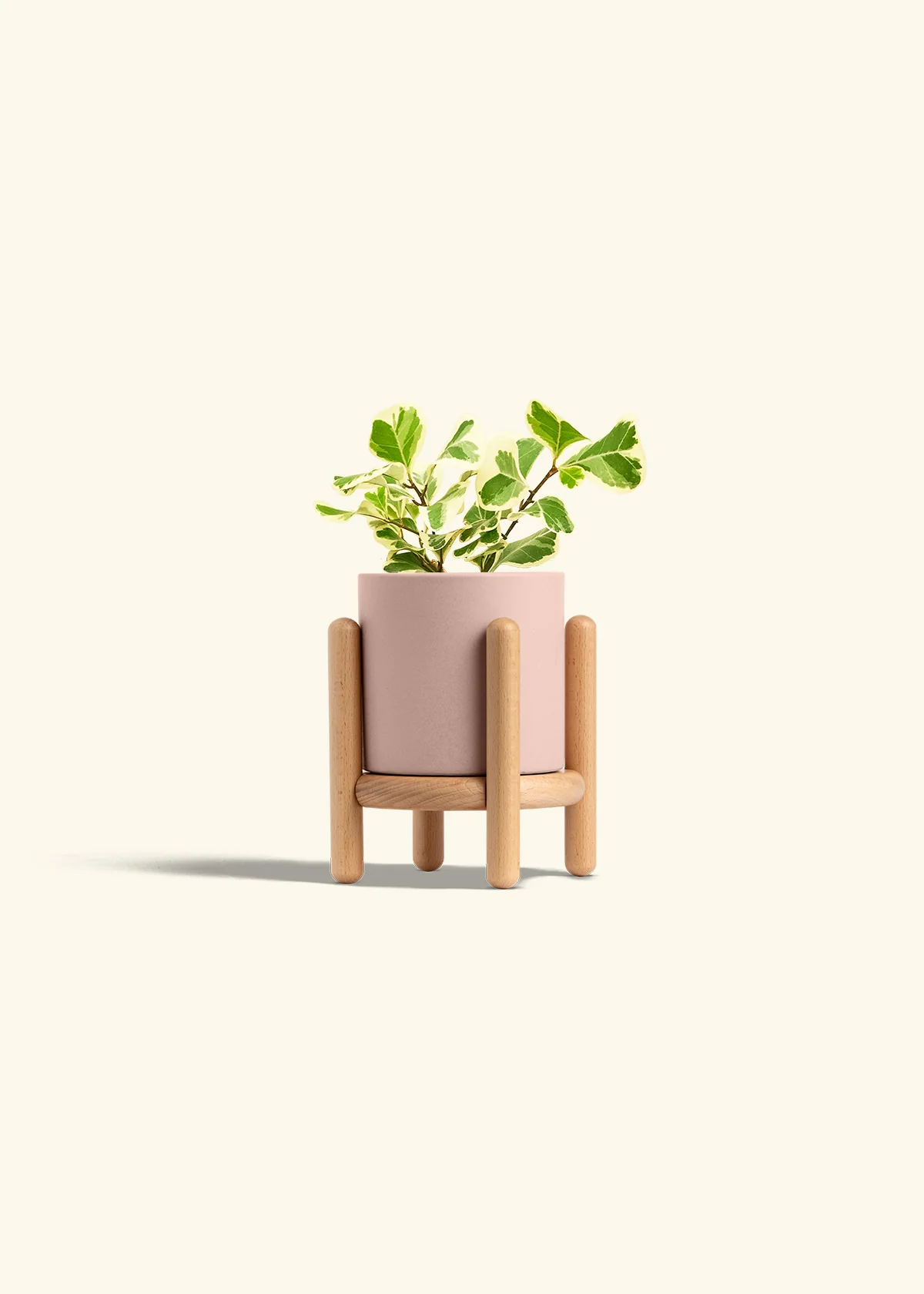 Variegated Triangle Ficus - Image 27