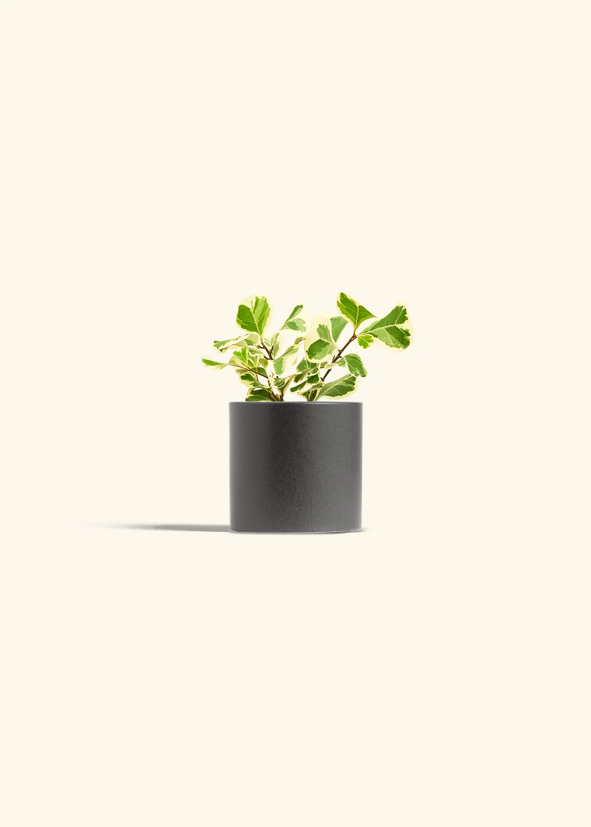 Variegated Triangle Ficus - Image 28