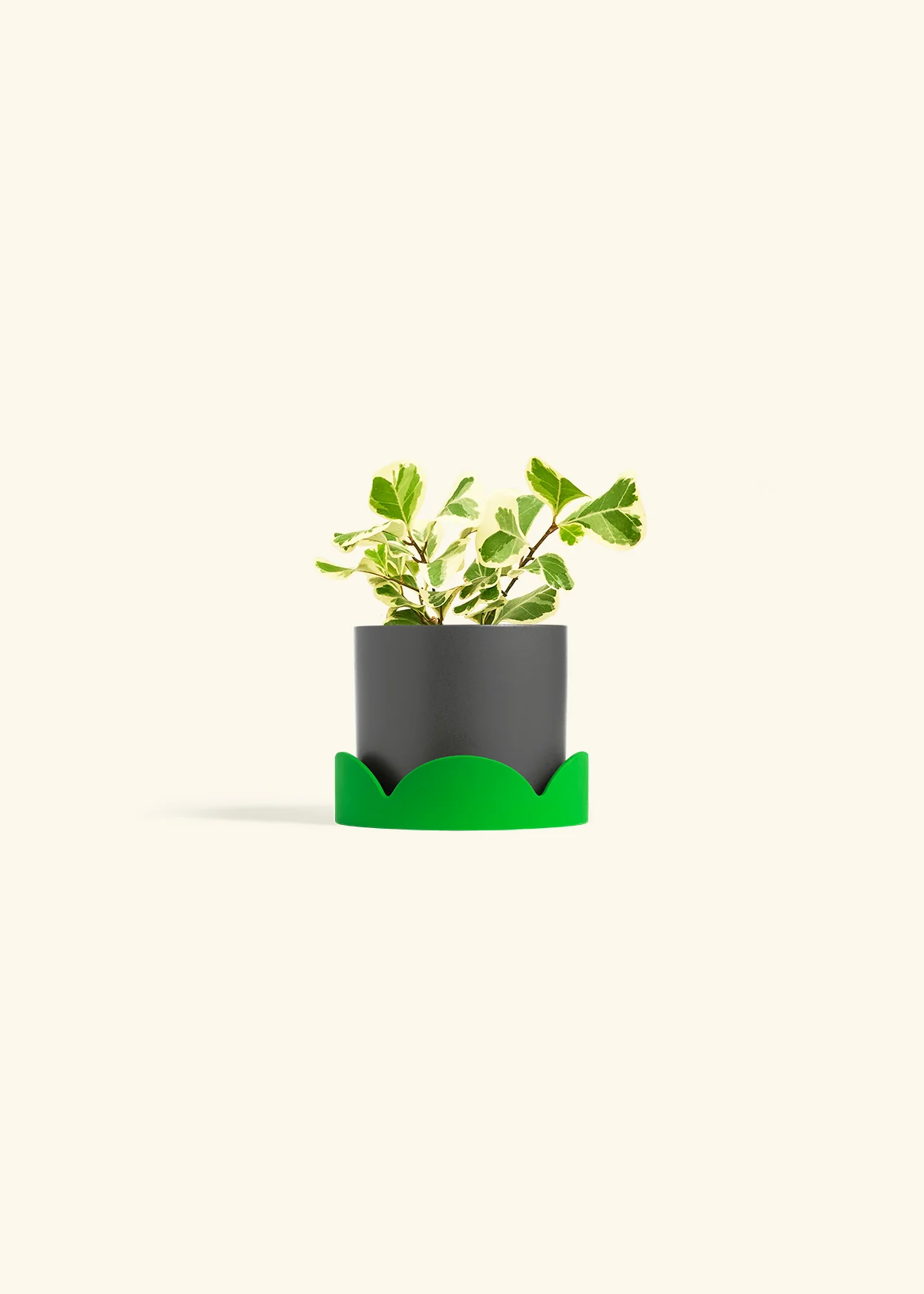 Variegated Triangle Ficus - Image 29