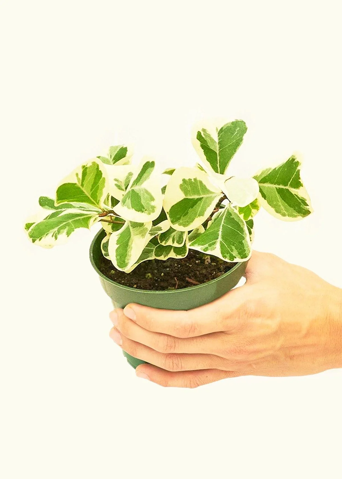 Variegated Triangle Ficus - Image 3
