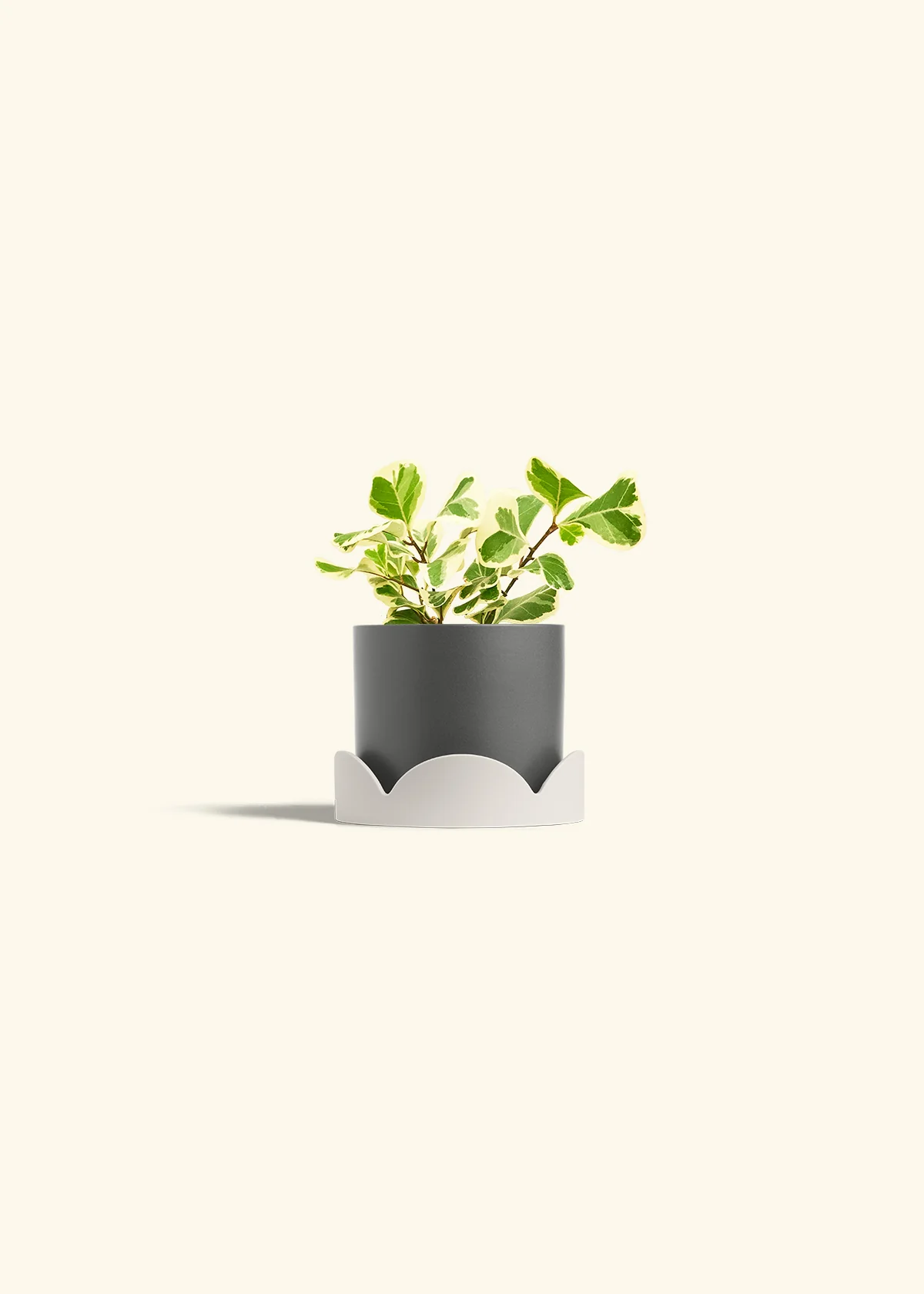 Variegated Triangle Ficus - Image 30