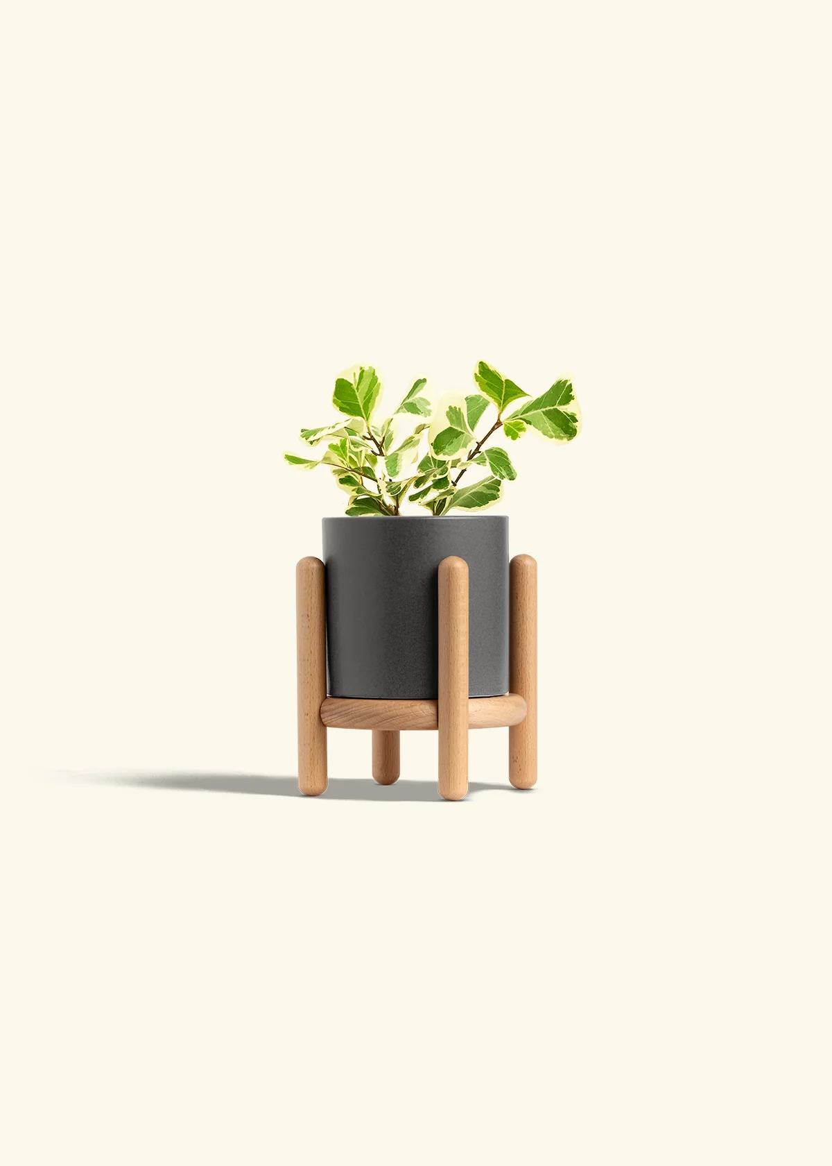 Variegated Triangle Ficus - Image 31