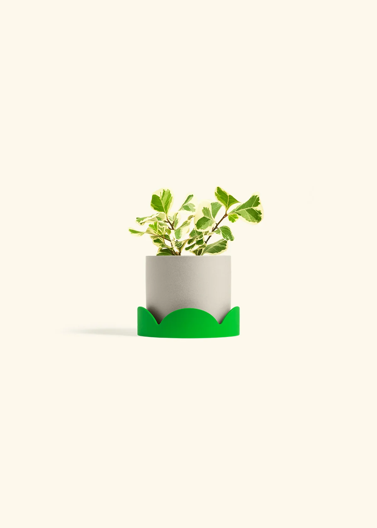 Variegated Triangle Ficus - Image 33