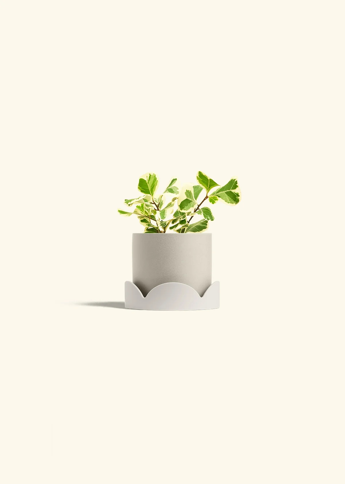 Variegated Triangle Ficus - Image 34