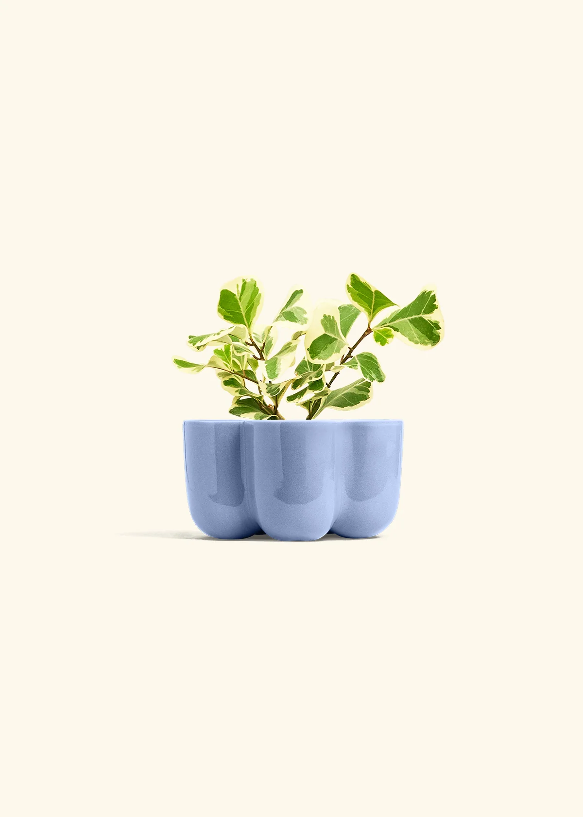 Variegated Triangle Ficus - Image 36