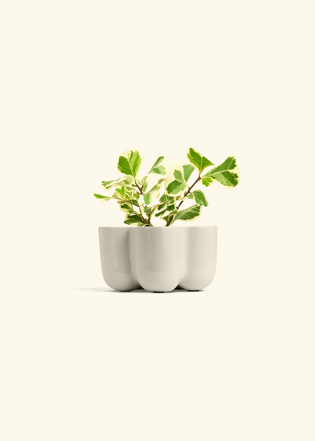 Variegated Triangle Ficus - Image 37