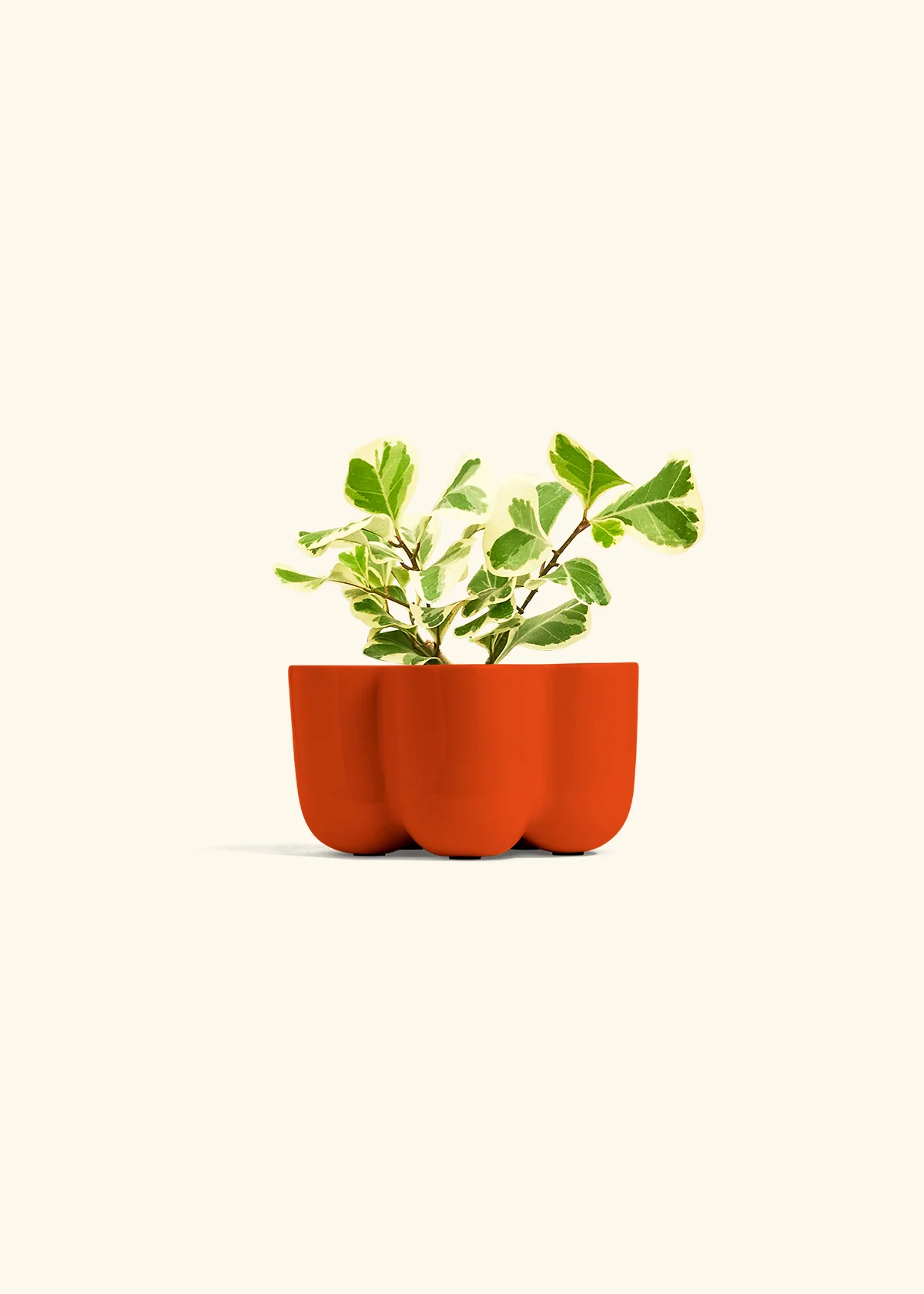 Variegated Triangle Ficus - Image 38