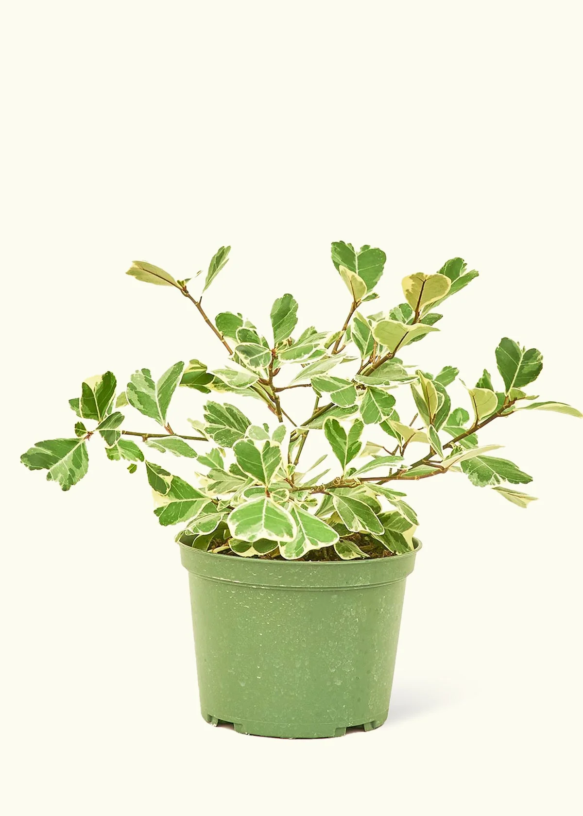 Variegated Triangle Ficus - Image 39