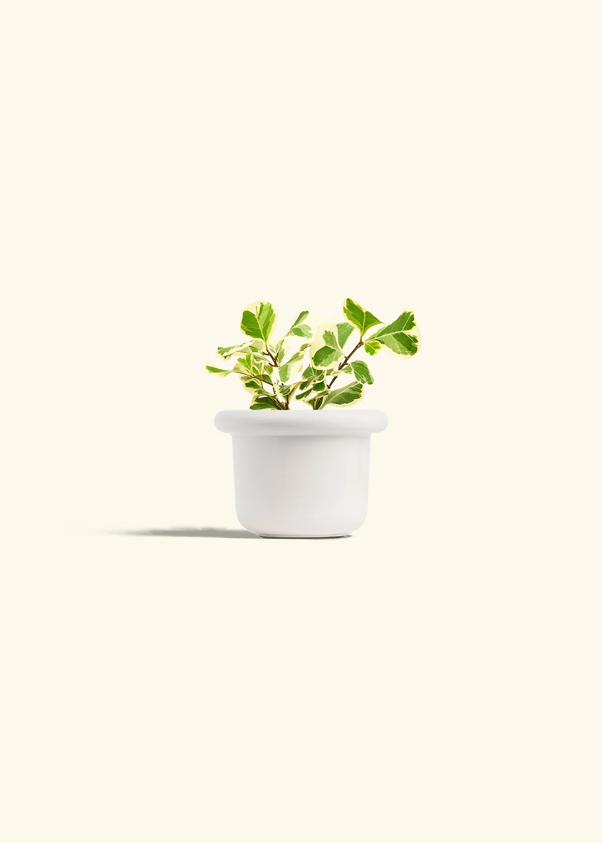 Variegated Triangle Ficus - Image 4