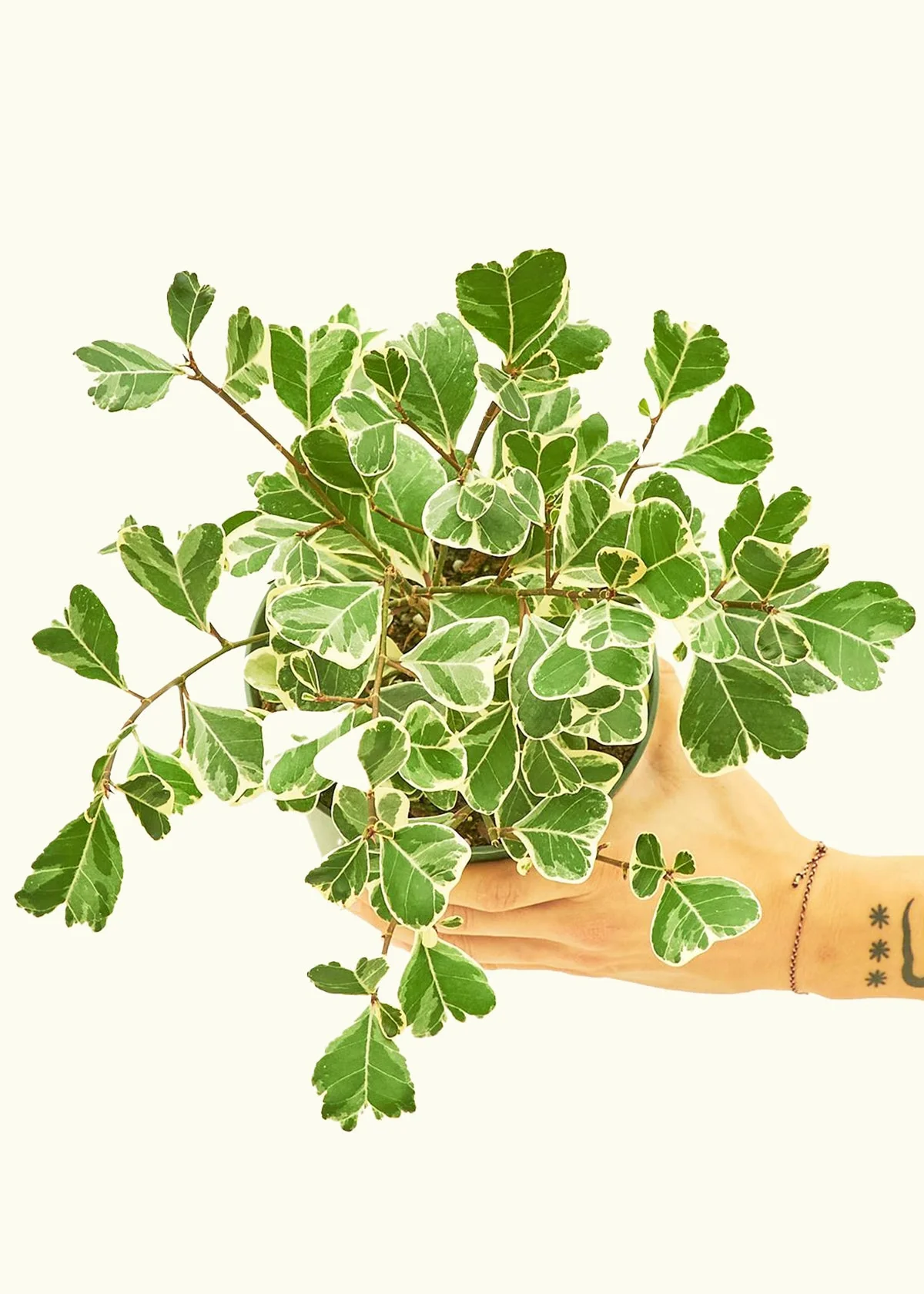 Variegated Triangle Ficus - Image 40