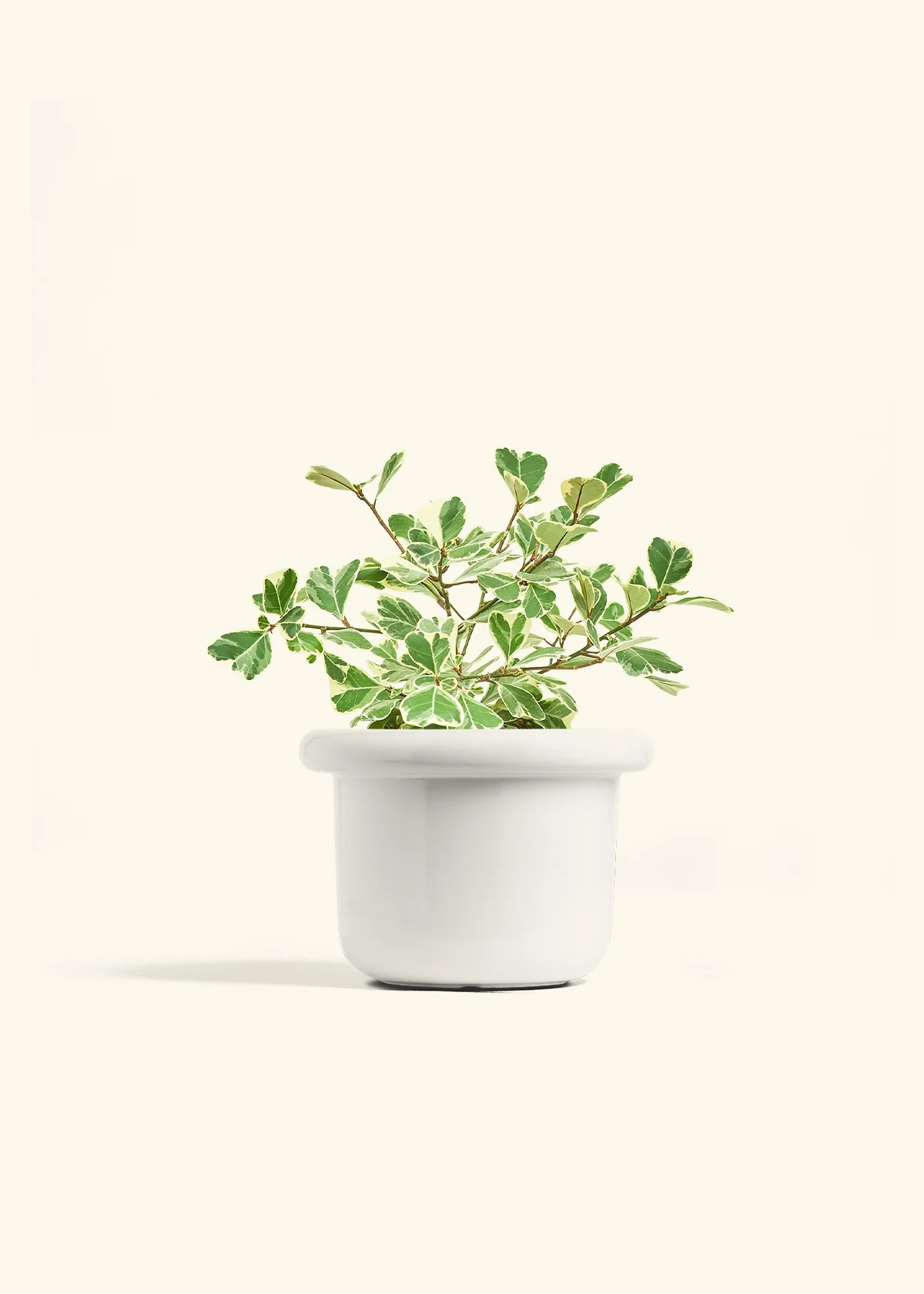 Variegated Triangle Ficus - Image 41