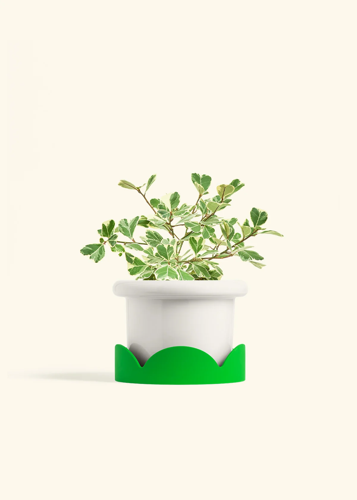 Variegated Triangle Ficus - Image 42