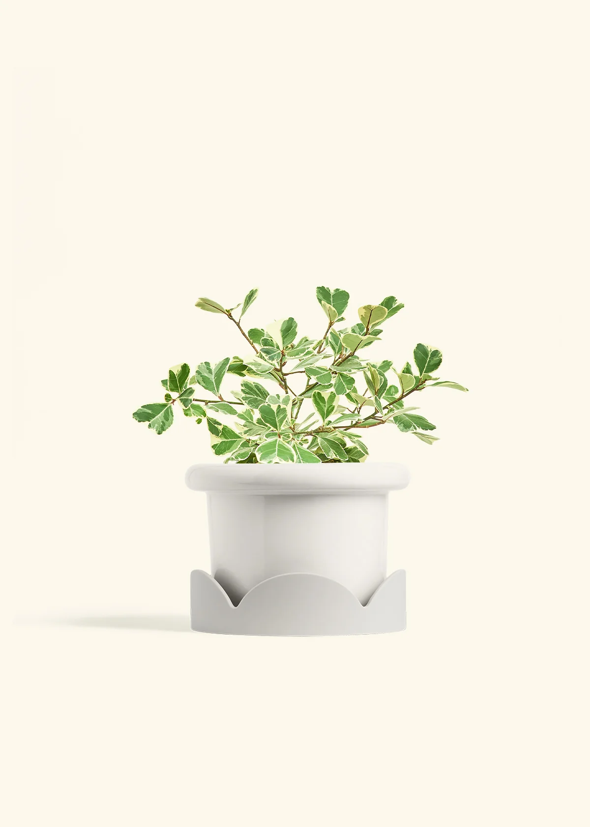 Variegated Triangle Ficus - Image 43