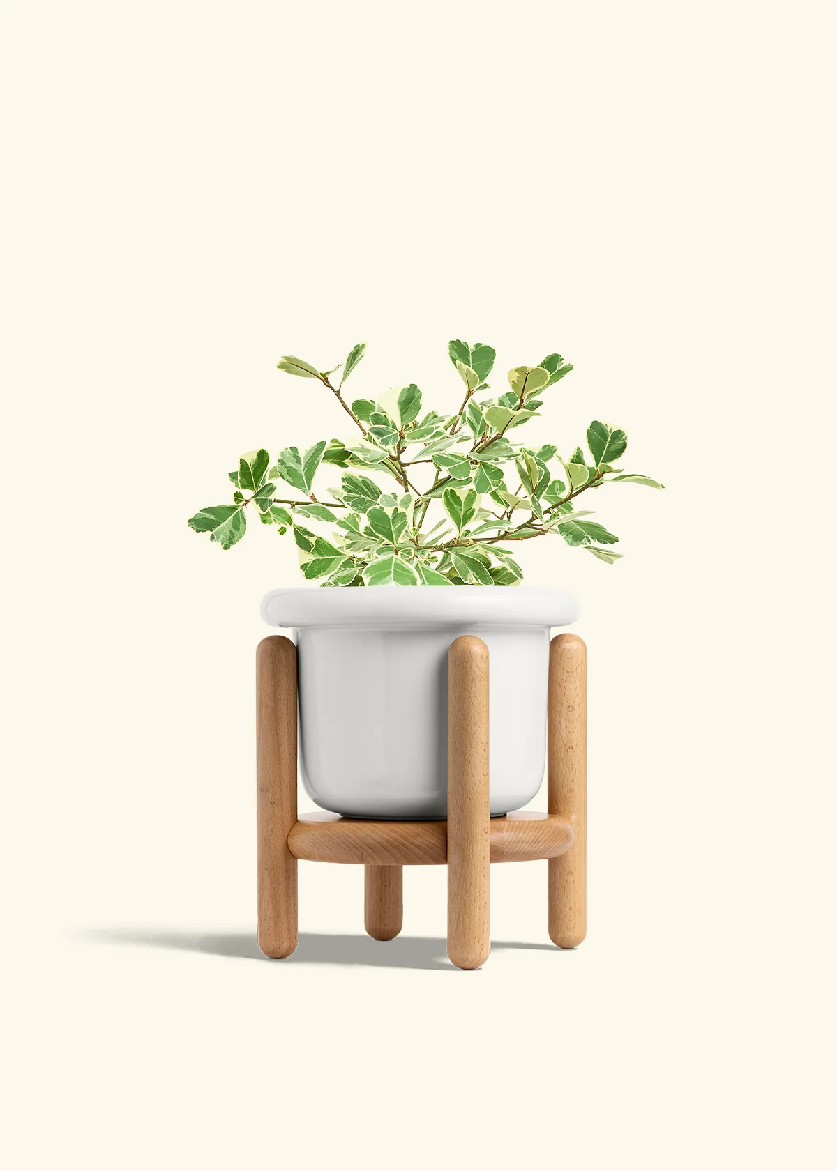 Variegated Triangle Ficus - Image 44