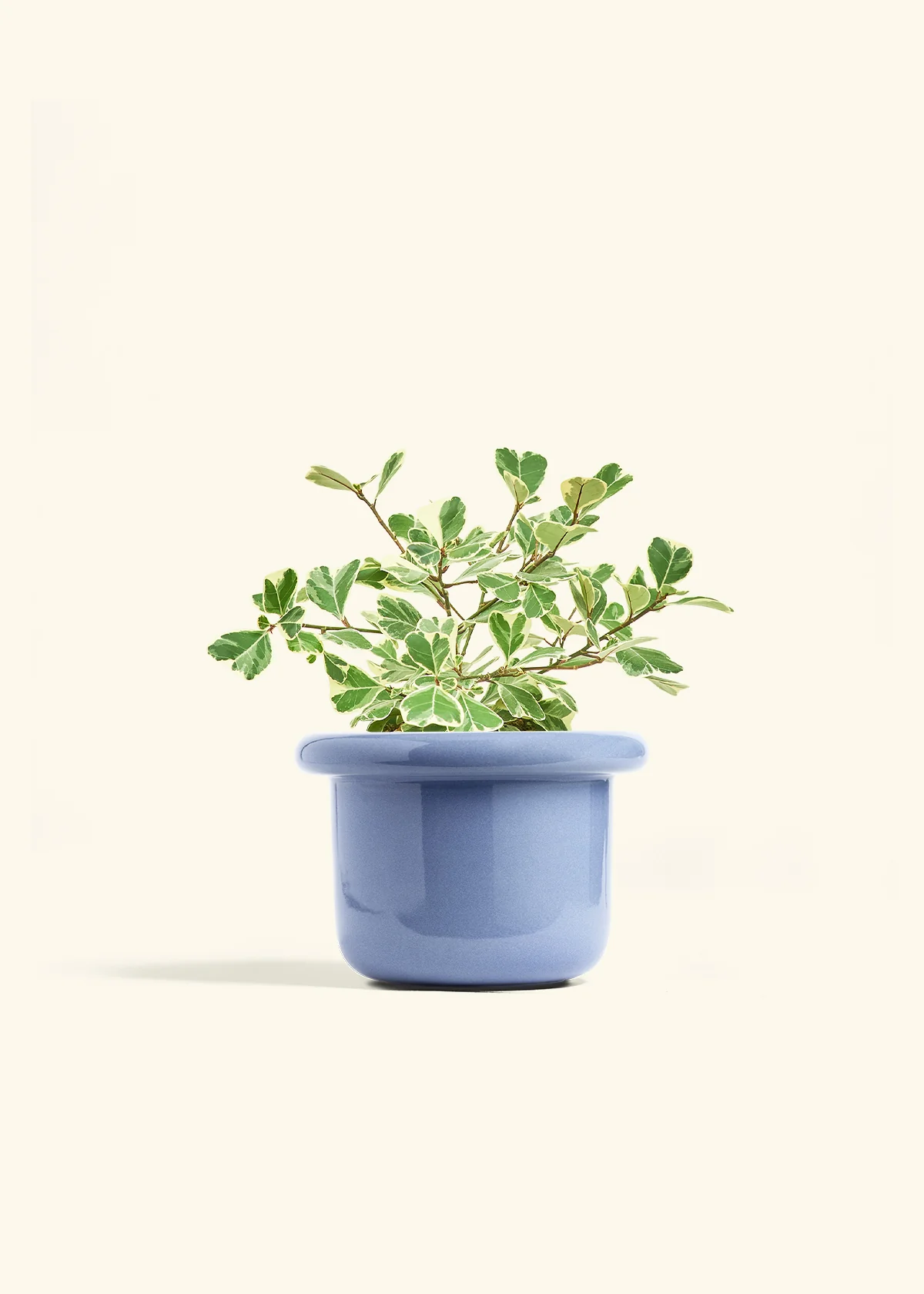 Variegated Triangle Ficus - Image 45