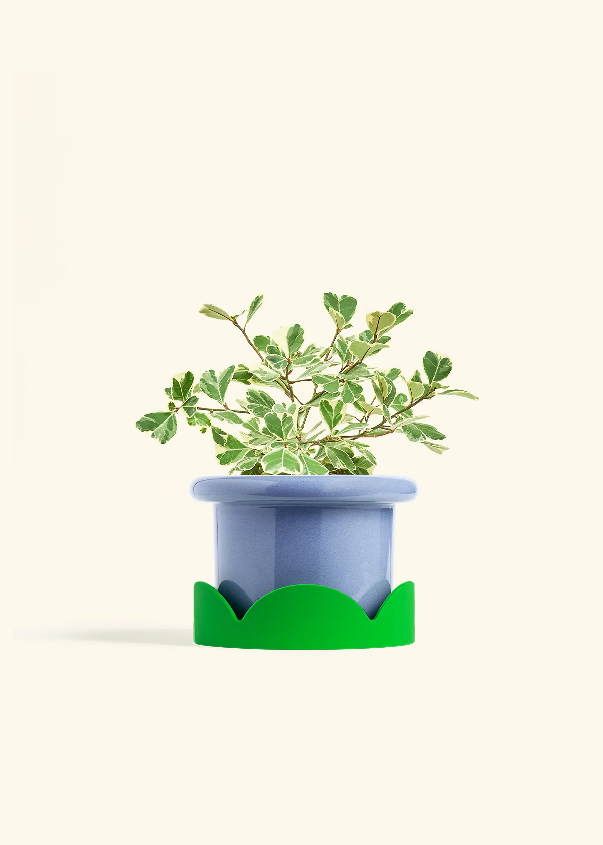 Variegated Triangle Ficus - Image 46