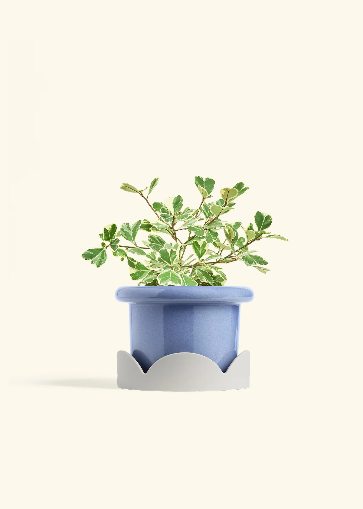 Variegated Triangle Ficus - Image 47