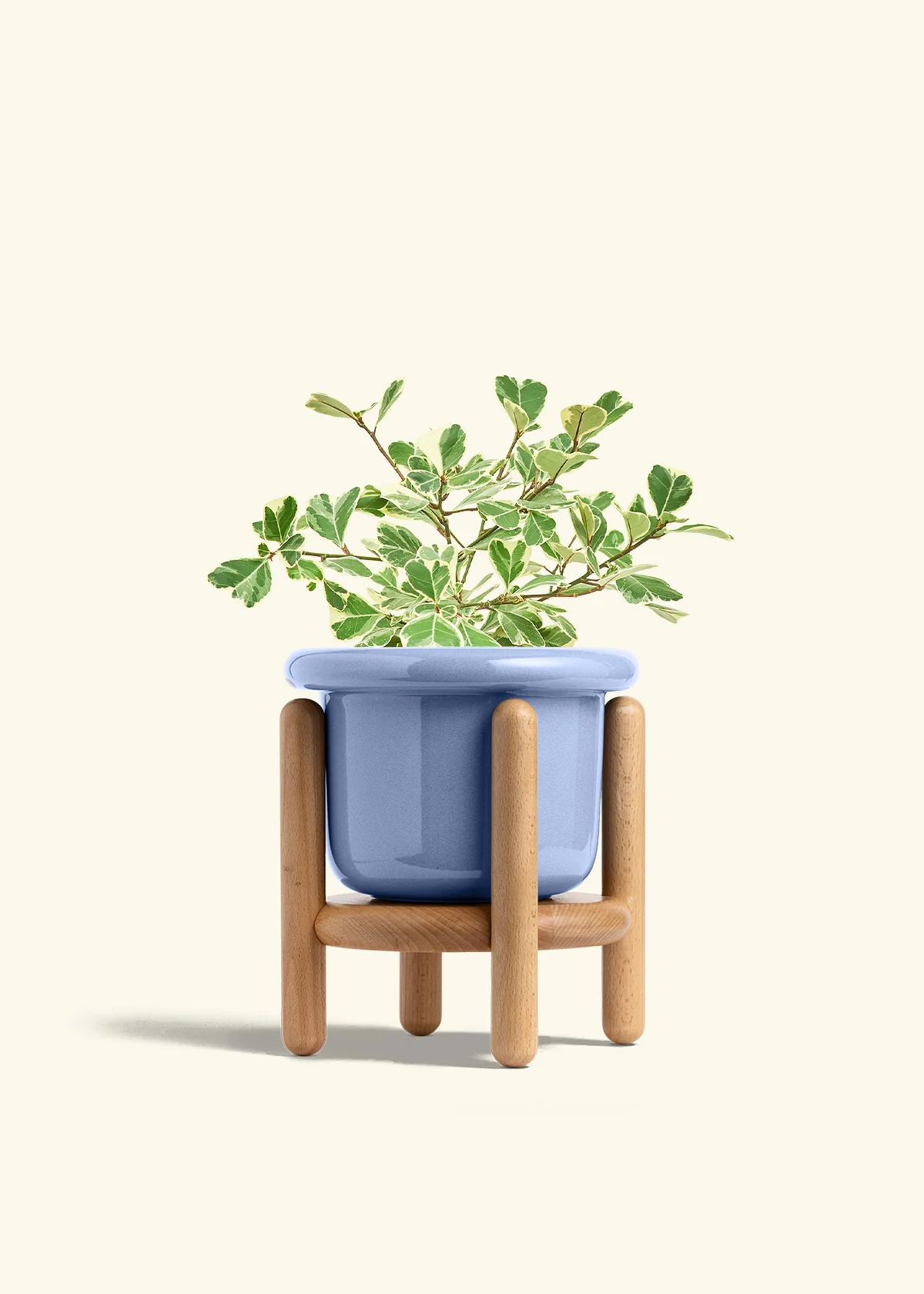 Variegated Triangle Ficus - Image 48