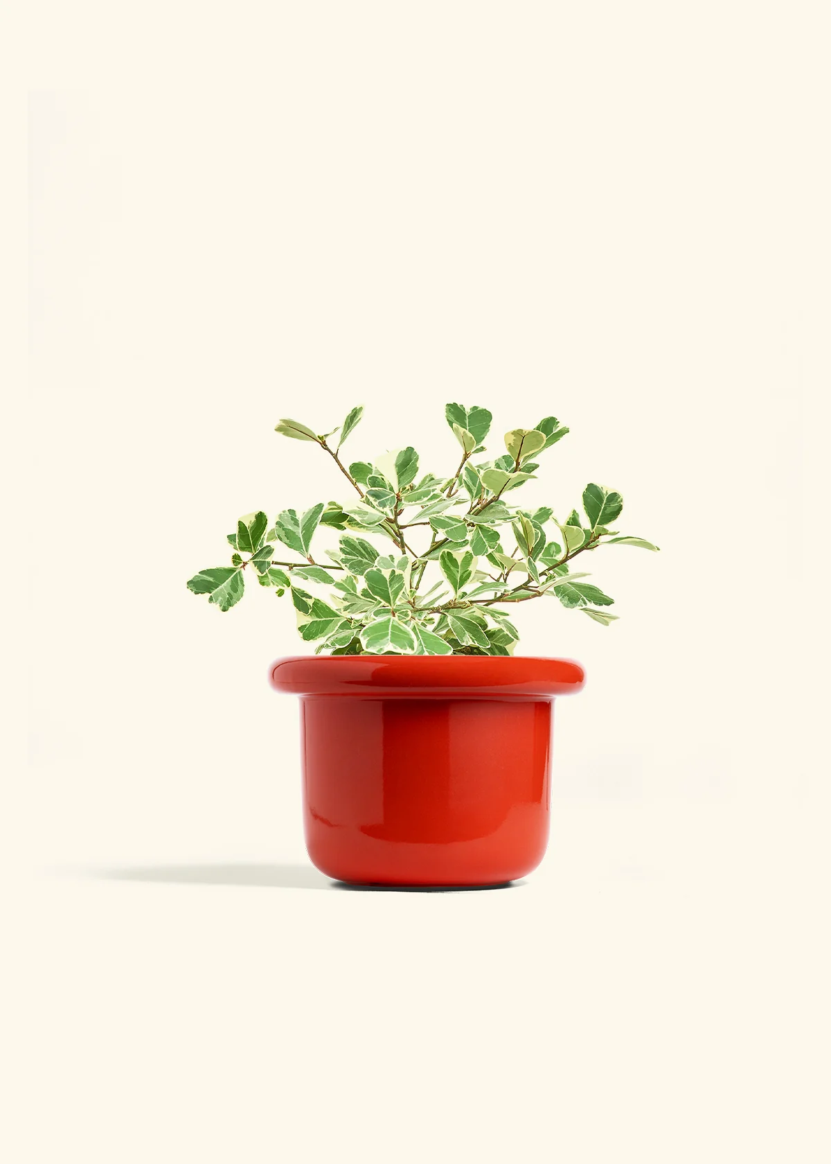 Variegated Triangle Ficus - Image 49