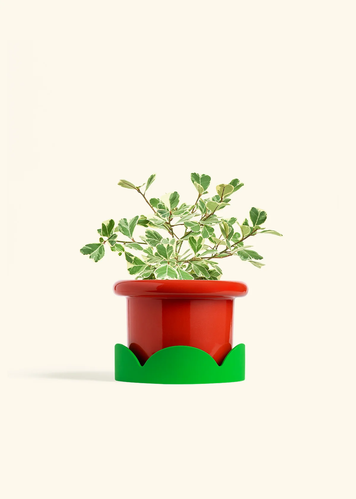 Variegated Triangle Ficus - Image 50
