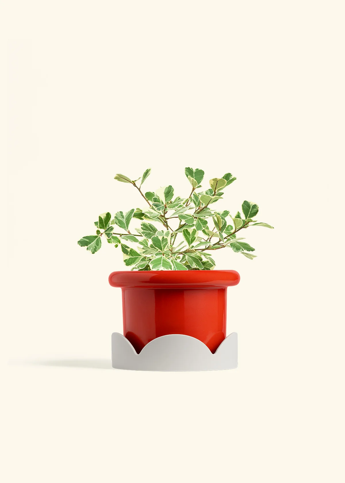 Variegated Triangle Ficus - Image 51
