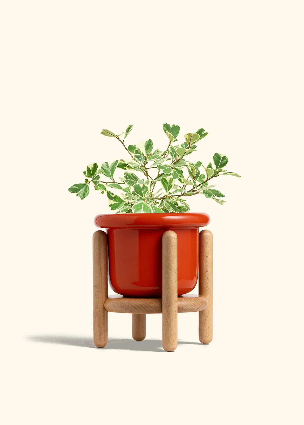 Variegated Triangle Ficus - Image 52
