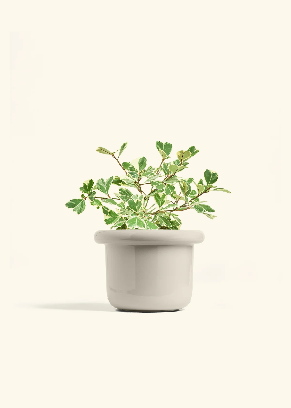 Variegated Triangle Ficus - Image 53